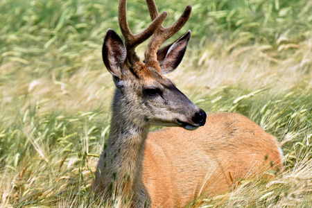 绿地里一只幼鹿的特写图像