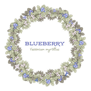 矢量花框与蓝莓, 手绘模板