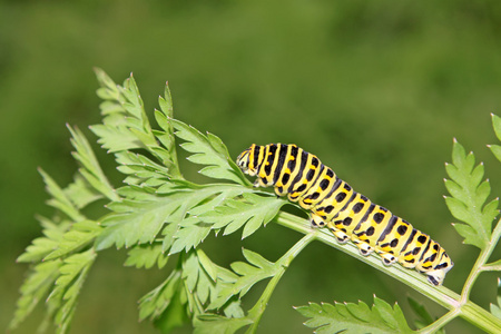 蝴蝶幼虫在植物上的蝴蝶幼虫照片