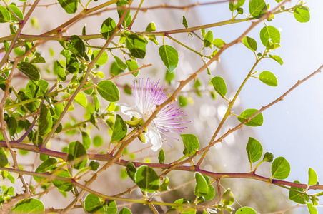 在耶路撒冷西墙上生长的盖帽灌木上绽放的神圣的 capparis 花