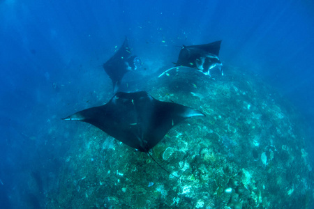 大蝠鲼图片-大蝠鲼素材-大蝠鲼插画-摄图新视界