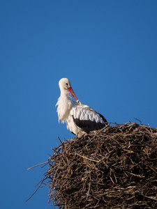 Stork p en boet stolpe