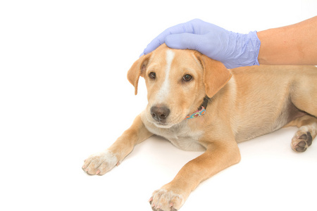 关心安慰生病的狗的兽医照片