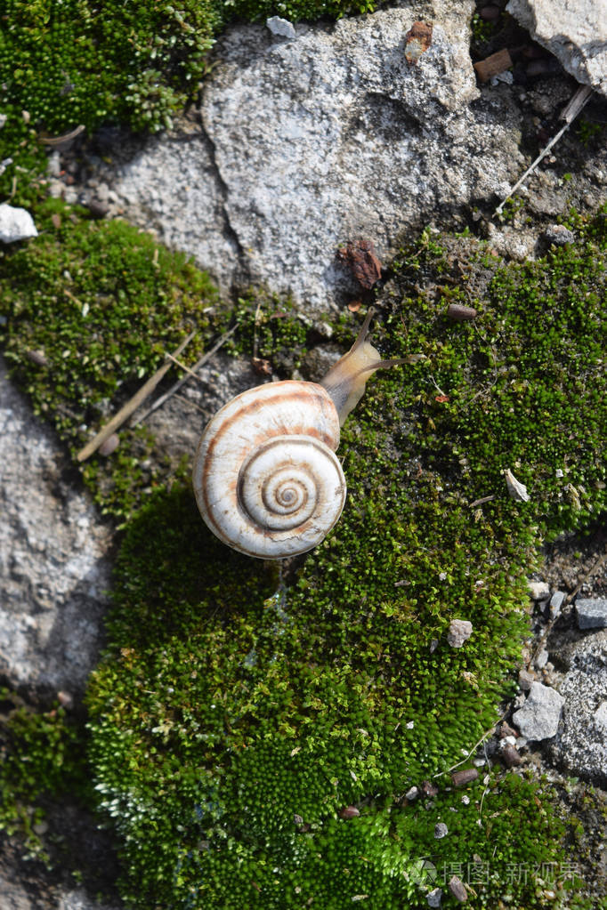 蜗牛在苔藓上爬行.自然栖息地的宏观摄影.自然