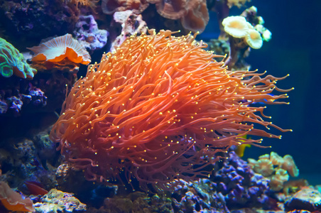 色彩缤纷的水下植物,在水族馆照片