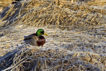 绿头野鸭栖息在棕色的草地上