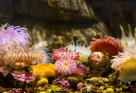 美丽的水下植物图片