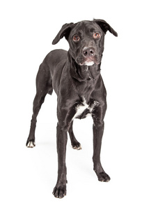 黑色拉布拉多犬杂交狗照片