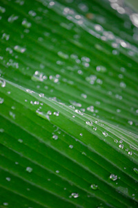 有水滴,露水和湿气的深绿色大叶子新鲜的绿柑橘叶