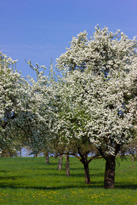 苹果树细节与开花地平线蓝天晴朗春天苹果叶子绿色草坪日