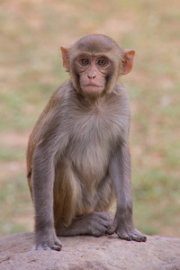 坐在 Tughlaqabad 堡，新德里，印度的恒河猕猴