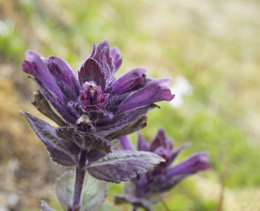 在夏日的紫罗兰花的特写视图。只是被背景