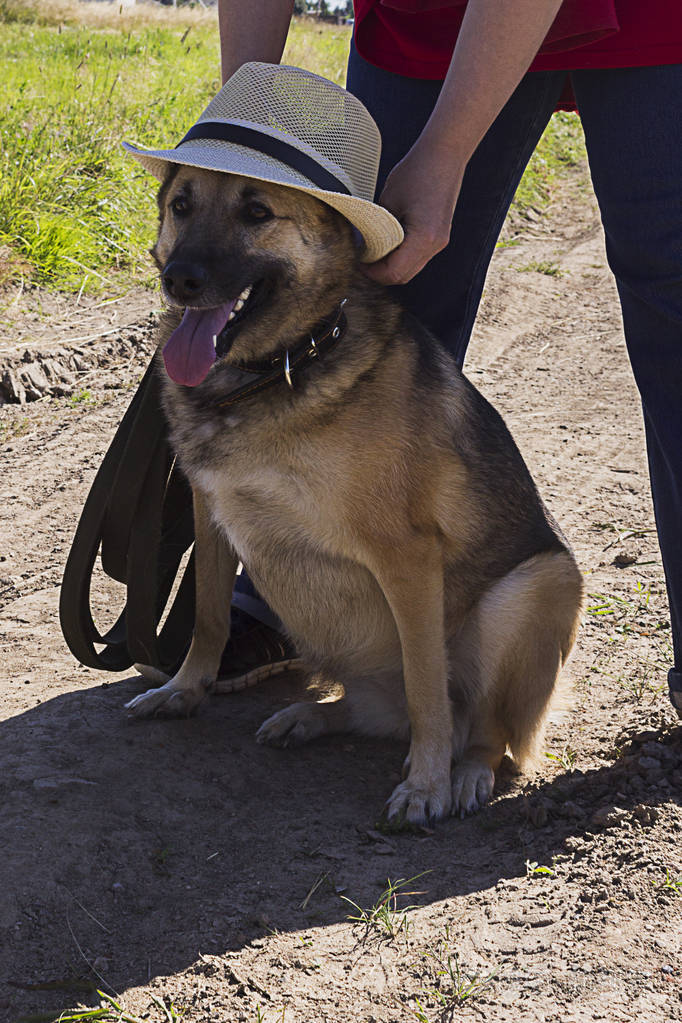 戴草帽的棕色狗