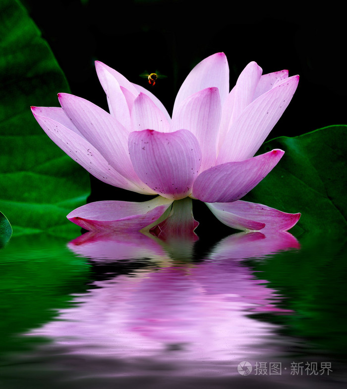 莲花