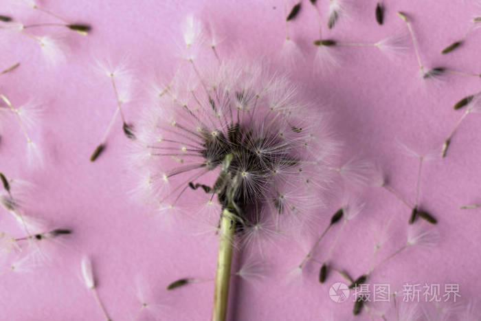 蒲公英接近种子在粉红色背景特写图像