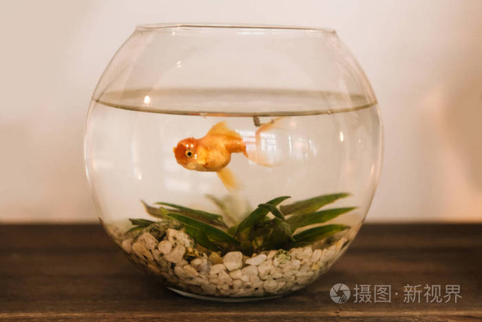 金鱼在水族馆 鱼在内部 一个小圆的水族馆家照片 正版商用图片0a0tu4 摄图新视界 金鱼在水族馆 鱼在内部 一个小圆的水族馆家照片 正版商用图片0a0tu4 摄图新视界