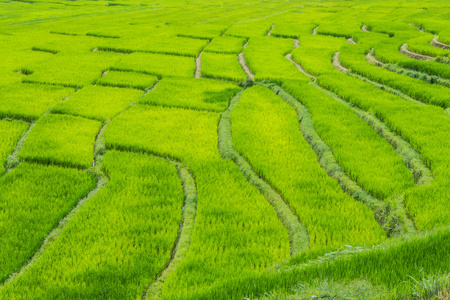 在茵他侬，maeglangluang 的美丽绿色水稻梯田