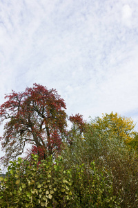 秋天9月印度夏天的叶子和树木的颜色在德国南部的乡村附近的斯图加特和慕尼黑城市的自行车道