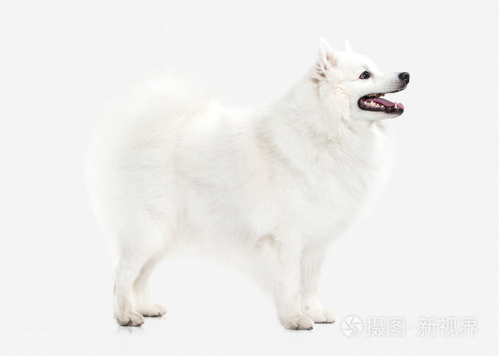 狗 日本白 施皮茨在白色背景上照片 正版商用图片0a0w7l 摄图新视界 狗 日本白 施皮茨在白色背景上照片 正版商用图片0a0w7l 摄图新视界