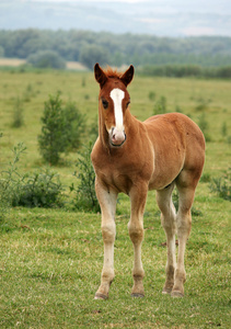 匹棕色的马在草地上的小马驹