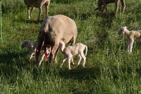 德国南部春季草甸羊分娩后的新生羔羊阳光明媚的傍晚