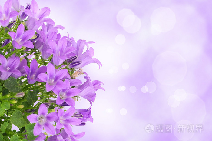 紫色花背景タツムリ照片 正版商用图片0a0x9n 摄图新视界