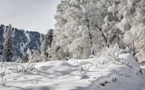 哈萨克斯坦共和国伊勒阿拉图州国家自然公园山林中的新鲜雪