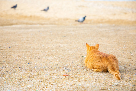 在希腊米科诺斯海滩上猎鸽的猫