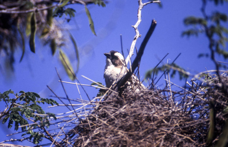 白褐色麻雀织工 plocepasser mahali, 中部 kalahari 狩猎保护区, 博茨瓦纳, 博茨瓦纳, 非洲