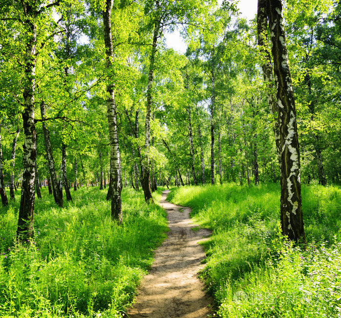 那天阳光明媚的白桦林.在夏天的绿色树林