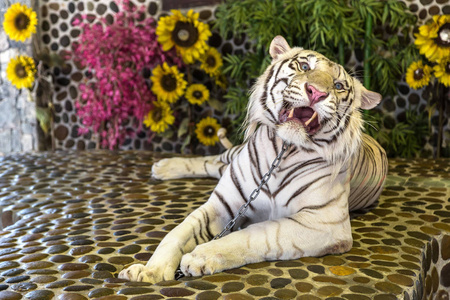 白色老虎在动物园在芭堤雅, 泰国在夏天天照片