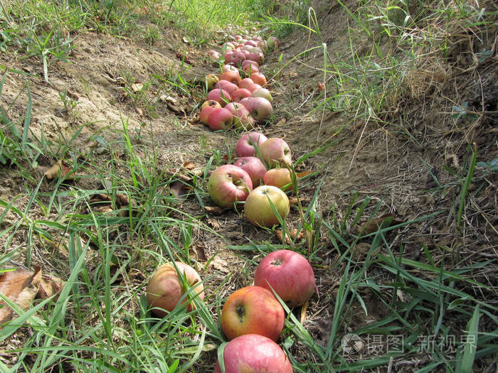 苹果树掉落果实