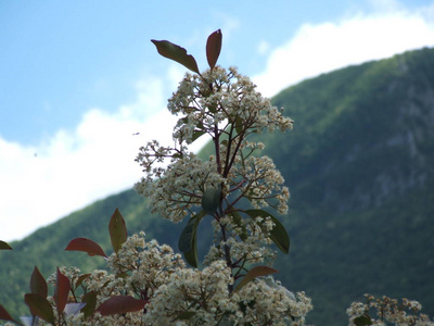 菲奥里比安奇白花