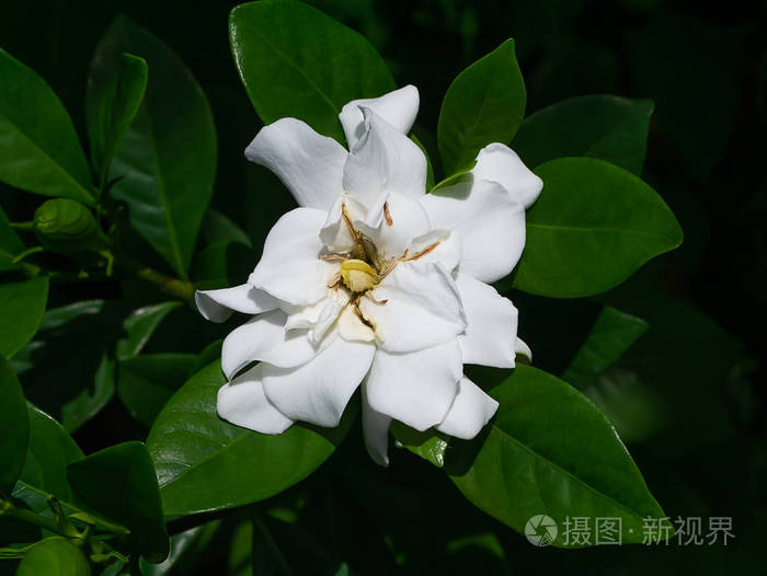 绿叶中栀子花的白色花朵