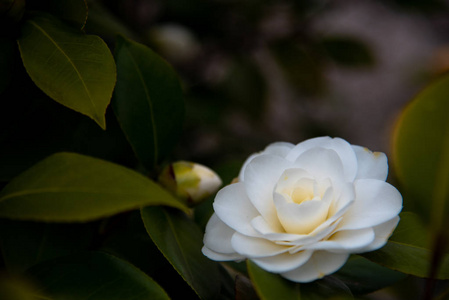 春花 茶花, 龙木 在春季白色花瓣上的特写镜头, 带有黄色雄蕊