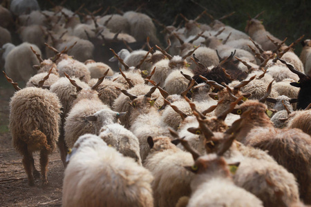 正宗的匈牙利绵羊品种名称是 racka 绵羊