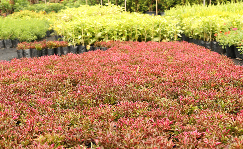 彩叶植物在花园里