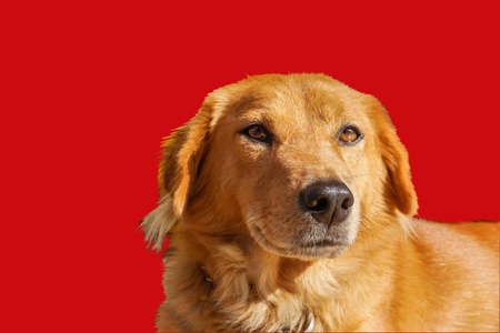 特写和裁剪拉布拉多猎犬红棕色头发寻找一些东西孤立的红色背景照片