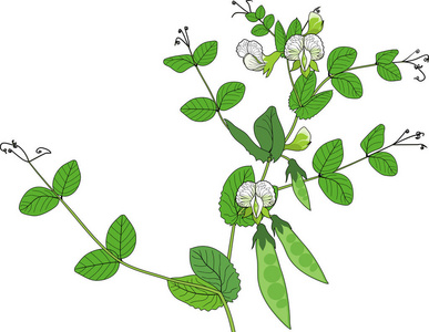 豌豆植物与果子, 绿叶和花被隔绝在白色背景