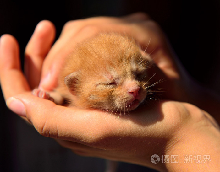 在人类手中睡觉的可爱刚出生的小猫