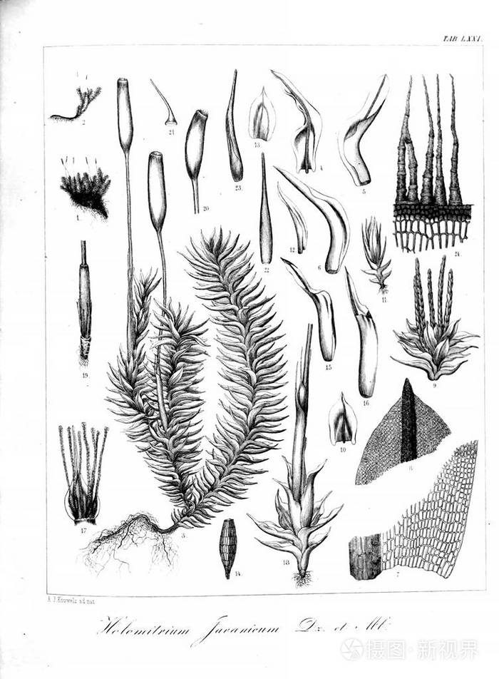 海藻的例证旧图像