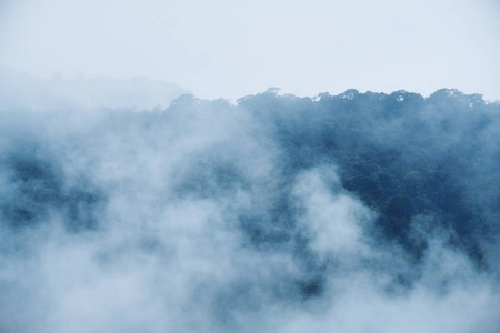 浓雾笼罩热带雨林的特写图像