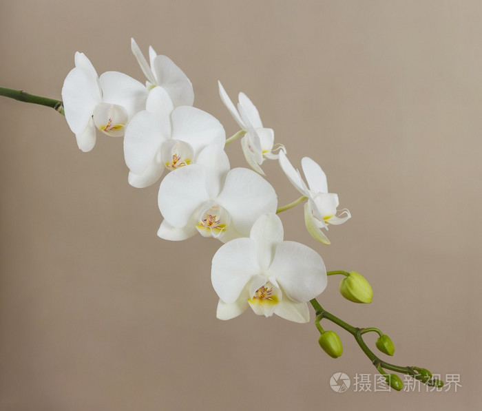 白色蝴蝶兰上米色