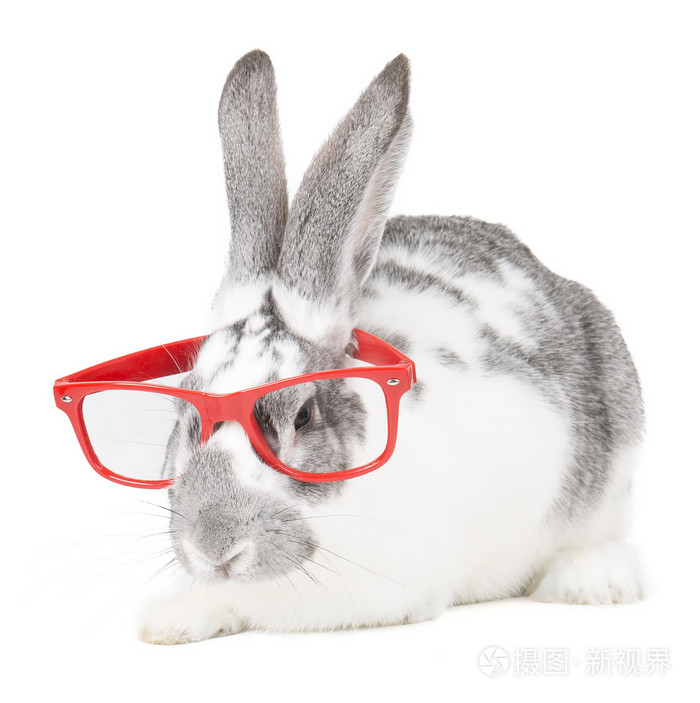 戴眼镜的兔子