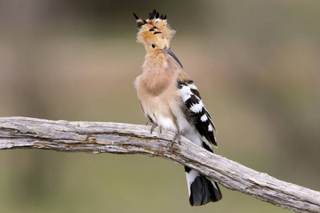 hoopoe, uppa epops。科拉西普斯