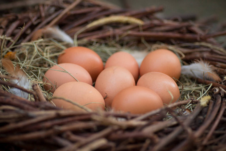 鸟巢干草里的一堆鸡蛋