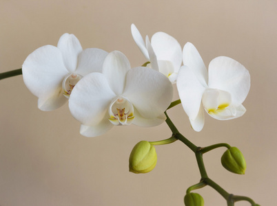Orchid图片 Orchid素材 Orchid插画 摄图新视界