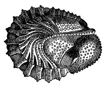 泥盆纪时期的甲壳纲, Phacops latifrons, 包装, 复古刻插图。地球在人之前1886