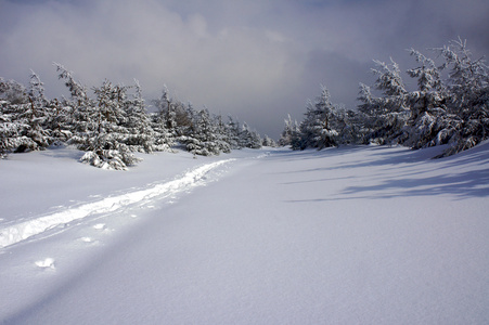 白雪覆盖的森林