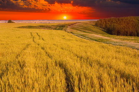 小麦场天空景观夏天自然日落